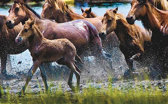 PONEI CHINCOTEAGUE